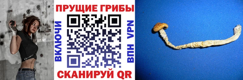 Купить закладки  Задонск  Галлюциногенные грибы Magic Shrooms 